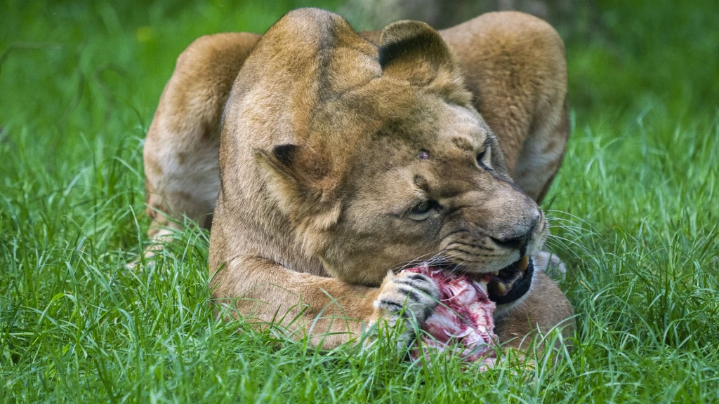 Löwe bei Fütterung