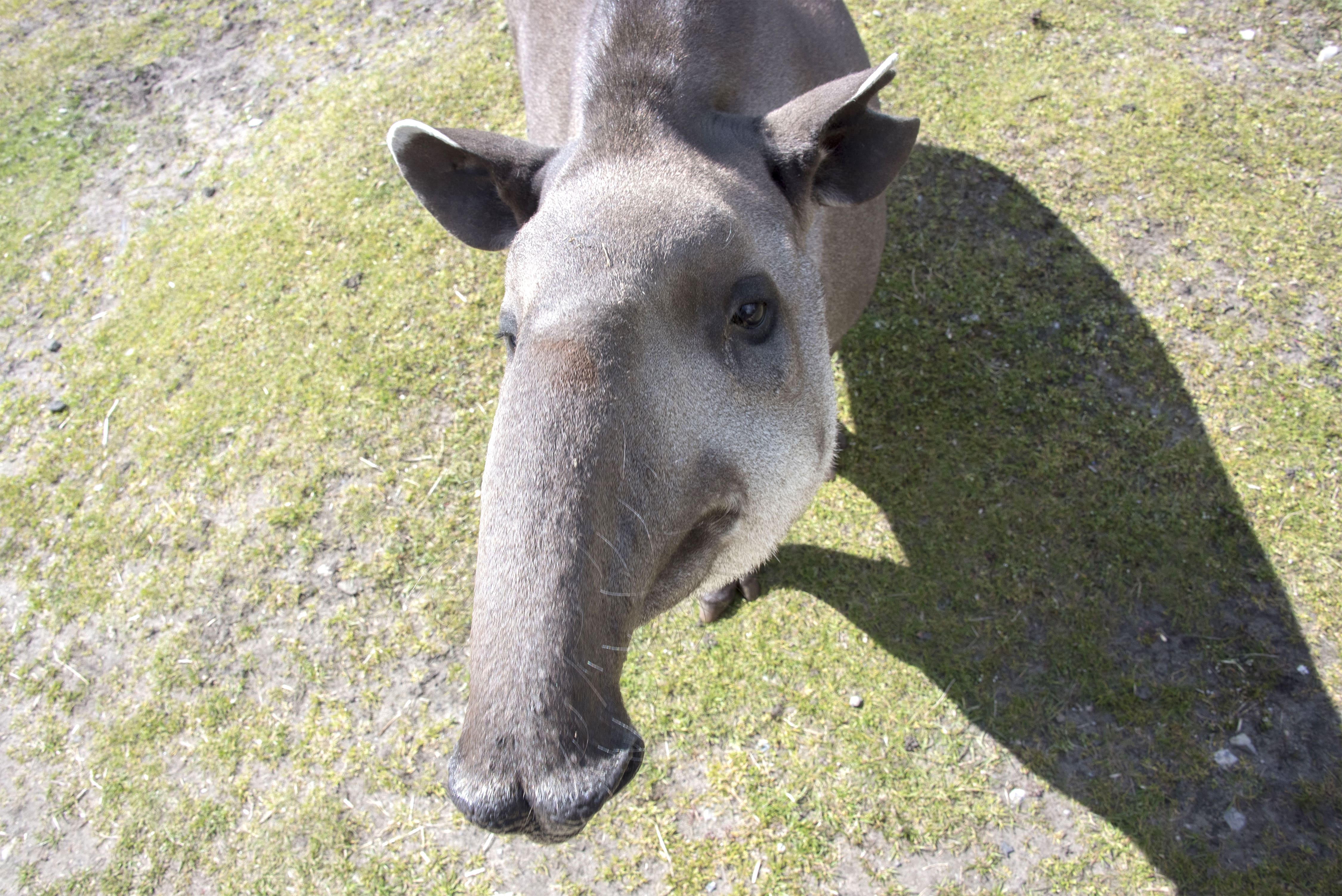 Tapir 1.jpg