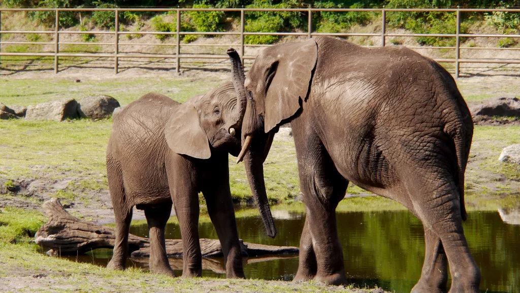 19-Serengeti-Safari (Elefant)