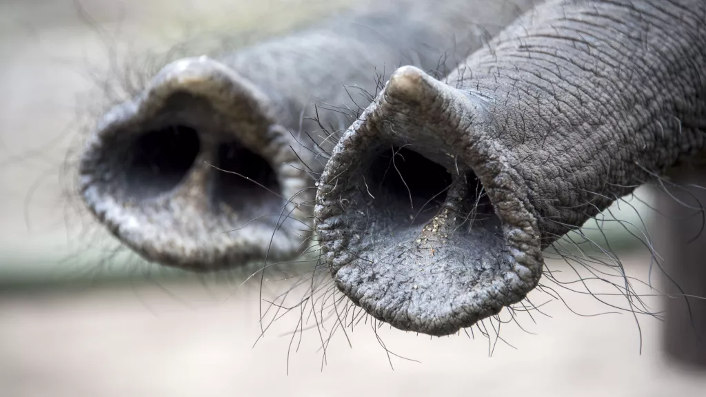 Afrikanischer Elefant