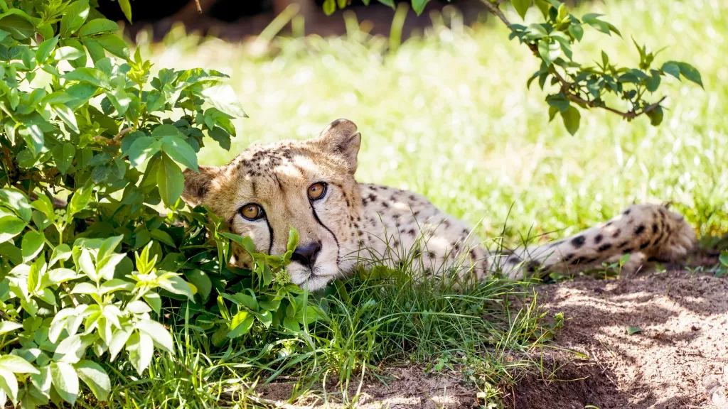 21-Serengeti-Safari (Gepard)