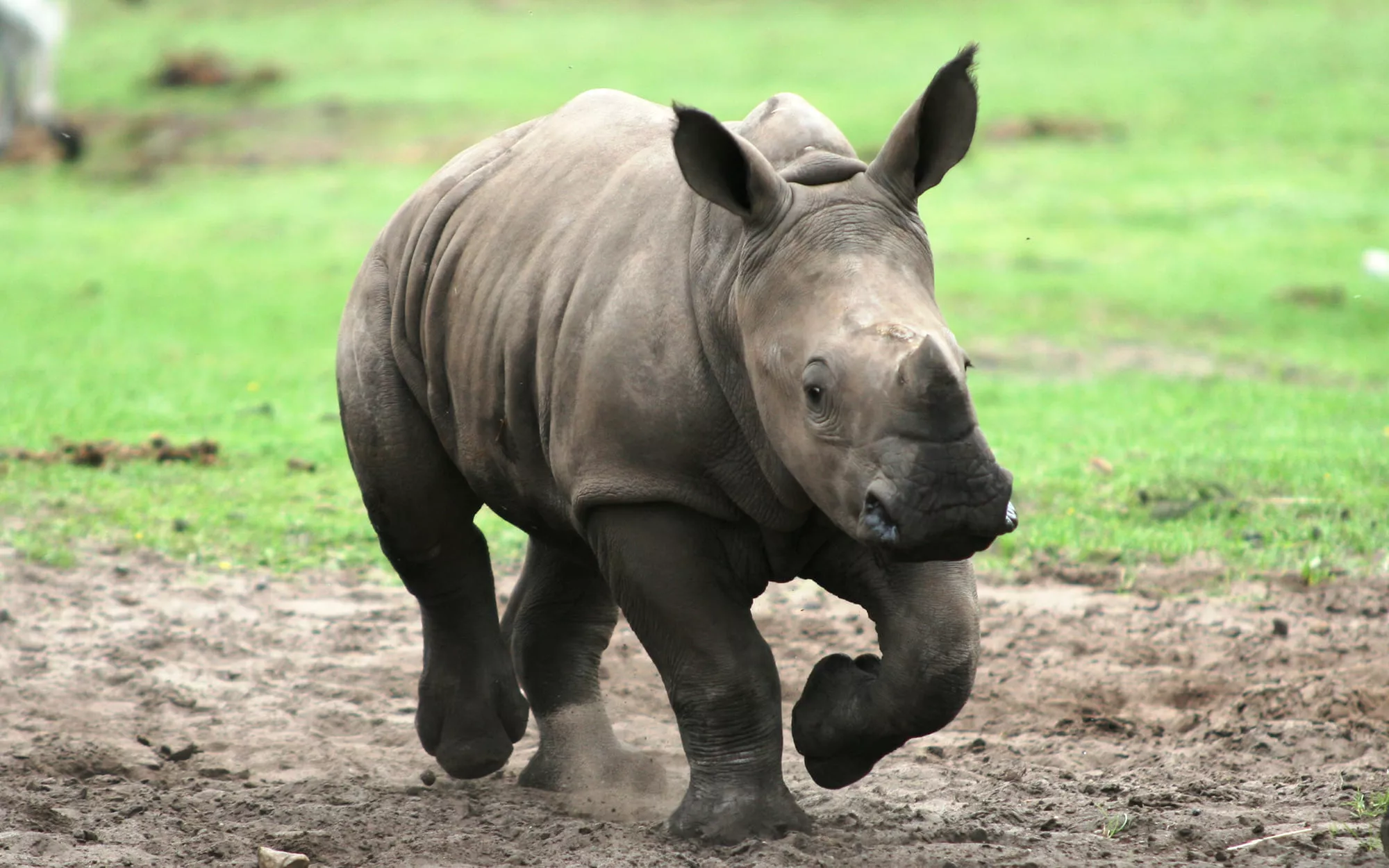 Breitmaulnashorn 4.jpg