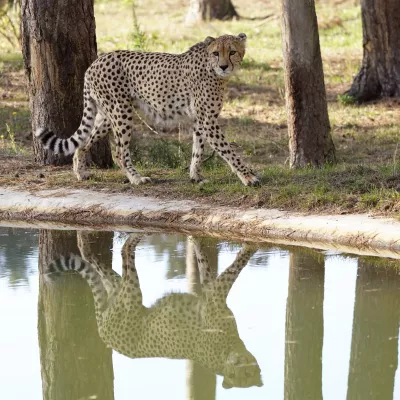 20-Serengeti-Safari (Gepard).jpg