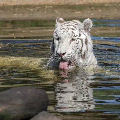 Weißer Tiger 2.jpg