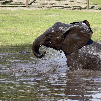 18-Serengeti-Safari (Elefant).jpg