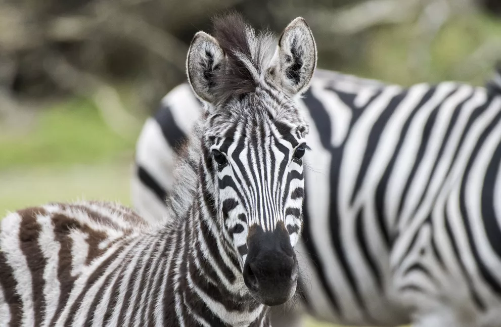 Zebra 1.jpg